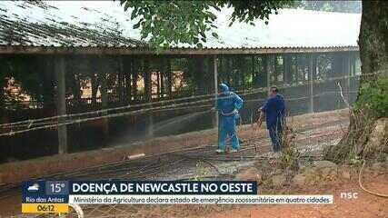 Itaú BBA prevê queda no preço do frango e aponta impacto maior no Sul após foco de DNC em Santa Catarina 2 15115011