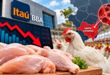 Itaú BBA prevê queda no preço do frango após foco de DNC em Santa Catarina
