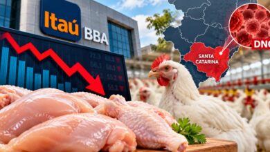Itaú BBA prevê queda no preço do frango e aponta impacto maior no Sul após foco de DNC em Santa Catarina 3 Itaú BBA prevê queda no preço do frango após foco de DNC em Santa Catarina